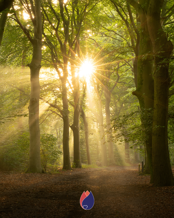 Natuurbegraafplaats Afscheid In De Natuur